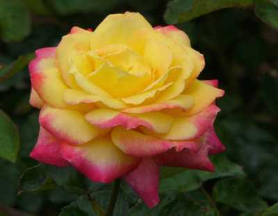 13 - Rose A