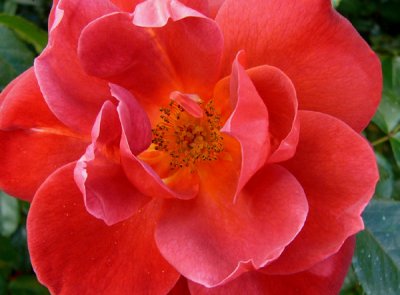 15 - Rose B