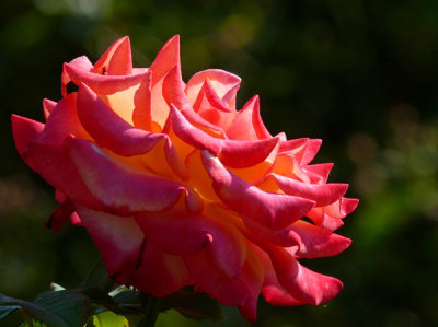 16 - Birmingham Botanical Gardens