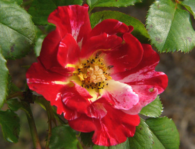 17 - Birmingham Botanical Gardens