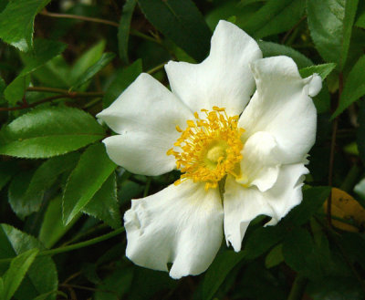 20 - Birmingham Botanical Gardens