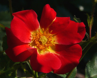 25 - Climbing Crimson Pillar