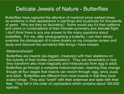 01 - Delicate Jewels of Nature - Intro