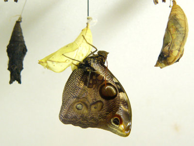 04 - Owl Butterfly emerges - Callaway Gardens Ga