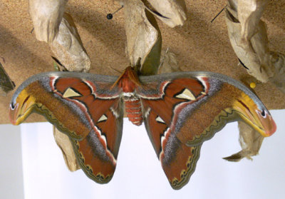 06 - Atlas Moth just emerged - Callaway Gardens