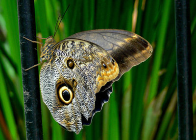 11 - Owl Butterfly (South America) - Callaway Gardens, GA
