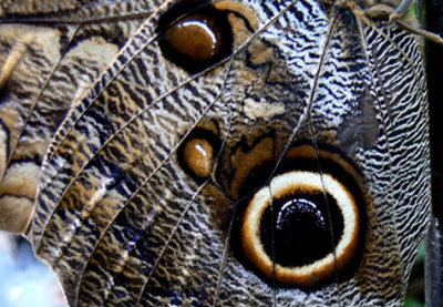 12 - Owl Butterfly (South America) -  Callaway Gardens, GA