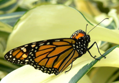 18 - Monarch Butterfly - Callaway Gardens GA