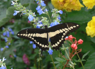 24 - Giant Swallowtail -  Paynes Prairie Preserve, FL