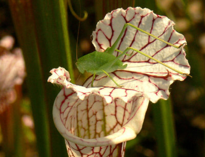 07- Grass Hopper on a White-Topped Pitcher
