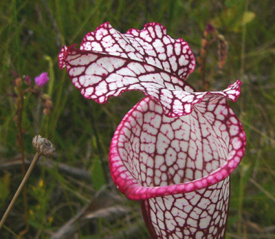 08- White-Topped Pitcher Plant