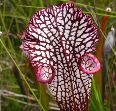 09- White-Topped Pitcher - Back view