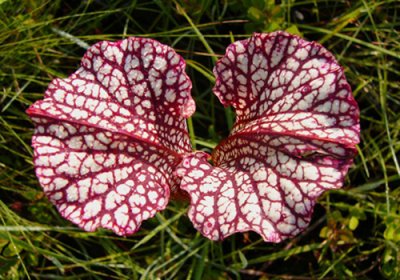 10- White-Topped pitchers - Top view