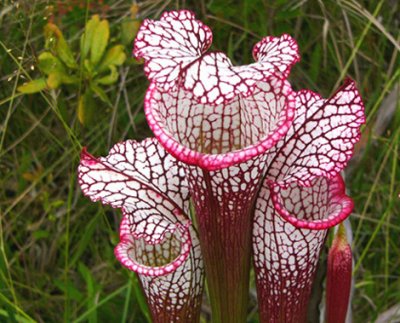 11- White-Topped pitchers - One of nature's wonders