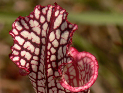 12- White-Topped pitcher - Interesting way of using hair