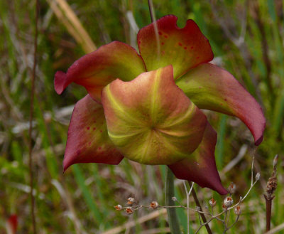 13- White-Topped pitcher - Flower