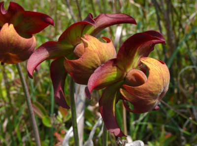 14- White-Topped pitcher - Interesting flowers