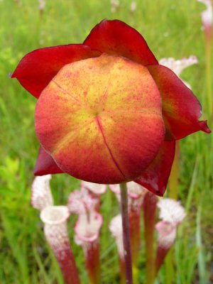 15- White-Topped pitcher - Amazing colors in nature