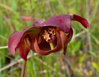 16- White-Topped pitcher - Side view of seed formation