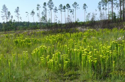 17- Crawford Bog - Conecuh National Forest