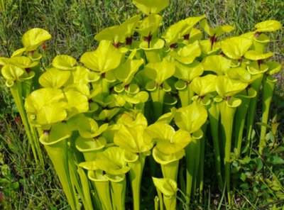 20- Crawford Bog - Yellow pitcher plants
