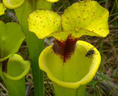22- Crawford Bog - Yellow pitcher plant attracting a meal