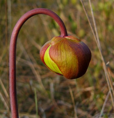 23- Crawford Bog - Yellow pitcher plant - flower bud