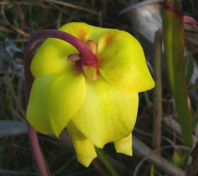 24- Crawford Bog - Yellow pitcher plant blooming flower