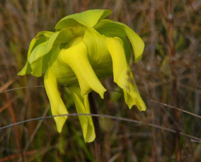 25-Crawfoed Bog - Yellow pitcher plant flower