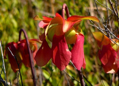 27- Crawford Bog - Flower of the White Trumpet pitcher
