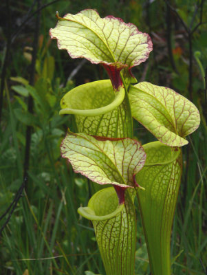 28- Crawford Bog - Hydrid Pitcher plant.
