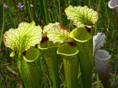 29- Crawford Bog - Hybrid Pitcher plant.