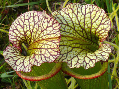 30- Crawford Bog - Hybrid Pitcher plant