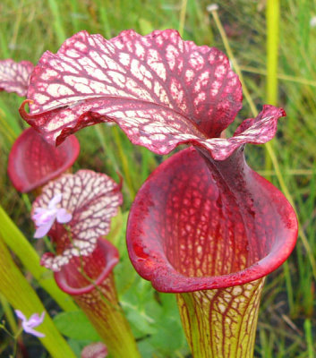 31- Crawford Bog - Hybrid Pitcher plant