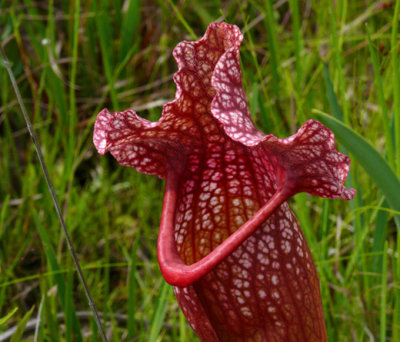 Must Be Carnivorous - Pitcher Plants