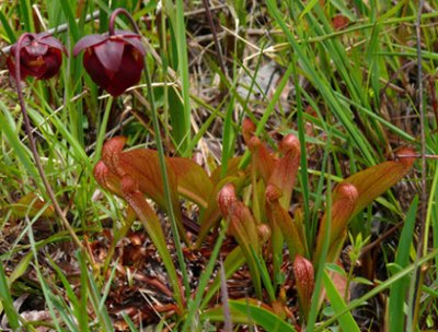 34- Splinter Hill Bog Preserve - Parrot Pitcher plant in bloom