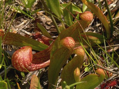 35- Splinter Hill Bog Preserve - Parrot Pitcher plant