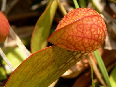 37- Splinter Hill Bog - Parrot Pitcher Plant