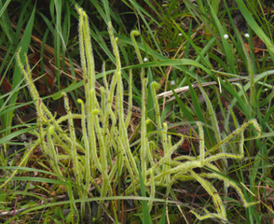 42- Conecuh's Crawford Bog - Green Beanthreads (Drosera tracyi)