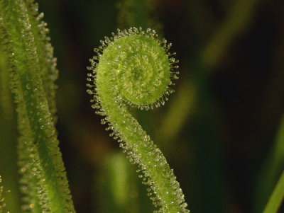 43- Conecuh's Crawford Bog - Closeup of Green Beanthreads