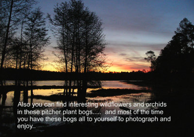 44- Conecuh National Forest - Sunrise