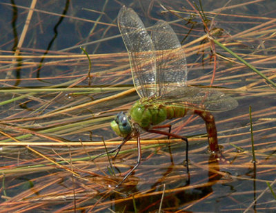 06 - Comet Darner - Laying eggs - Conecuh NF