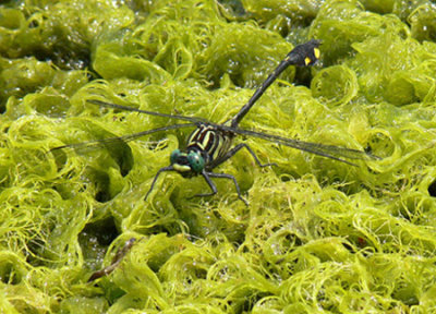 08 - Blackwater Clubtail - Cahaba River