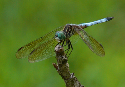 09 - Skimmer - Blue Dasher (M) - Conecuh NF