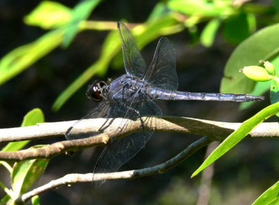 17 - Slaty Skimmer - Conecuh National Forest