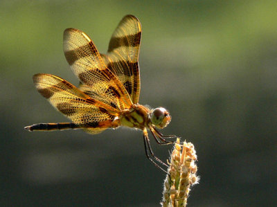 Creatures of the Sunlight - A Dazzle of Dragonflies