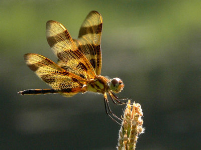 20 - Skimmer - Halloween Pennant - Lagoon Park, Montgomery, AL