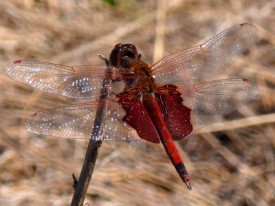 21 - Skimmer - Red Saddlebags - Conecuh NF,  AL
