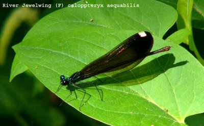 22 - Broad-winged Damsel - River Jewelwing (F) - Jacksonville, FL