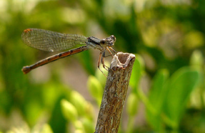 28 - Pond Damsel - Farmilar Bluet - Ocoee River, Tenneessee